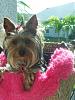 Anyone bike with their yorkies in a basket?-bellabike.jpg