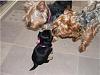 Mutant Yorkie.  World's largest yorkie?-mika-parents.jpg