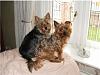 Mutant Yorkie.  World's largest yorkie?-mikas-parents.jpg