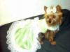 Look at Gracie-missy-20in-20green-20dress.jpg