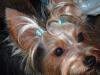 close ups on all furbabies-9-11-05-049.jpg