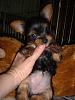 Going to be a new Yorkie Mom-puppy8.jpg