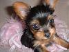 Going to be a new Yorkie Mom-onni11.jpg