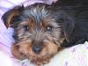 New Yorkie owner-img_7359.jpg