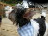 are yorkies born with a tail?-reggie-002.jpg