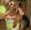 Pretty Yorkie girl-img_0687.jpg