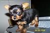 Thining of getting another Yorkie...-1t1a37993r8small.jpg