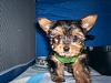are yorkies born with a tail?-skeeter-1.jpg