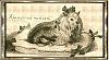 A Yorkieshire Terrier History Lesson-hist_pic18.jpg