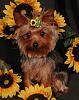 Anyone ever had their dog(s) professionally photographed?-sissysunflower.jpg