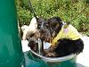 Does your Yorkie like water?-dsc00512.jpg