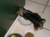 Does your Yorkie like water?-p5020056.jpg