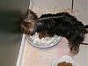 Does your Yorkie like water?-p5020057.jpg