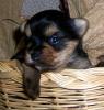 babydoll pup face?-gypsie2.jpg