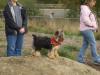 Seattle Yorkie Meetup 10/15/05 Pictures!-bentley_king_of_the_mountain.jpg