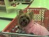 Yorkie Sighting!!-target.jpg