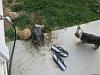 Does your yorkie dig holes?-img_9727.jpg