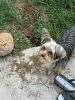 Does your yorkie dig holes?-img_9729.jpg