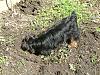 Does your yorkie dig holes?-tink-18-weeks-003-small.jpg