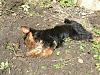 Does your yorkie dig holes?-tink-18-weeks-007-small.jpg