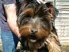 Does your yorkie dig holes?-tink-18-weeks-001-small.jpg