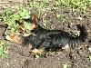 Does your yorkie dig holes?-tink-18-weeks-009-small.jpg