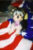 Yorkie Colors-princess2.jpg