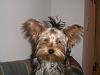 Bows in boys hair?-gizmo-1st-top-knot.jpg