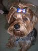 Bows in boys hair?-cimg6354.jpg