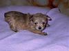 new puppy-all-about-morkies-006.jpg