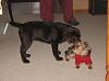 Labs and Yorkies ??-img_2631.jpg