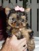 babydoll pup face?-littleg6.jpg