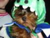 YorkieTalk Halloween 2005 Contest Submissions! Enter here!-dsc00603.jpg