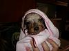 Rocco Had His 1st Bath!!! Ahhhhh Look At Him-p5230120.jpg