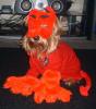 YorkieTalk Halloween 2005 Contest Submissions! Enter here!-ismallmag33e2.jpg