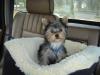 Hates the car-web-dsc00398.jpg