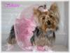 YorkieTalk Halloween 2005 Contest Submissions! Enter here!-schatzie-ballerina-yt.jpg