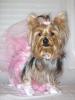 YorkieTalk Halloween 2005 Contest Submissions! Enter here!-schatzie-ballerina-3-yt.jpg