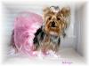 YorkieTalk Halloween 2005 Contest Submissions! Enter here!-schatzie-ballerina-yt.jpg