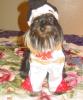 YorkieTalk Halloween 2005 Contest Submissions! Enter here!-coco-206.jpg