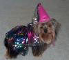 YorkieTalk Halloween 2005 Contest Submissions! Enter here!-maddiecostume1.jpg