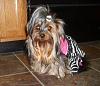 Do you approve of different colored yorkies?-jeanie-dolly.jpg