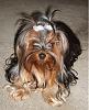 Do you approve of different colored yorkies?-jean-jean.jpg