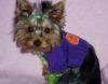 YorkieTalk Halloween 2005 Contest Submissions! Enter here!-dc.jpg