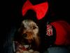 YorkieTalk Halloween 2005 Contest Submissions! Enter here!-simg5343-800-x-600-.jpg