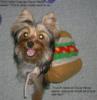 YorkieTalk Halloween 2005 Contest Submissions! Enter here!-maisyentry1.jpg