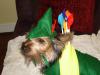 YorkieTalk Halloween 2005 Contest Submissions! Enter here!-robinhoood.jpg