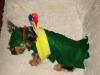 YorkieTalk Halloween 2005 Contest Submissions! Enter here!-robinhoood1.jpg