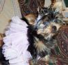 YorkieTalk Halloween 2005 Contest Submissions! Enter here!-balerina-petey.jpg