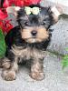 I would like to introduce....-puppy-2.jpg